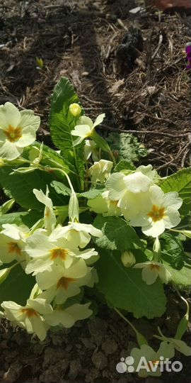 Цветы примула