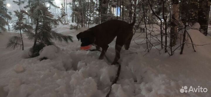 Немецкий боксер Вязка