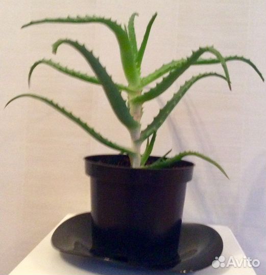 Алоэ Столетник лечебный цветок