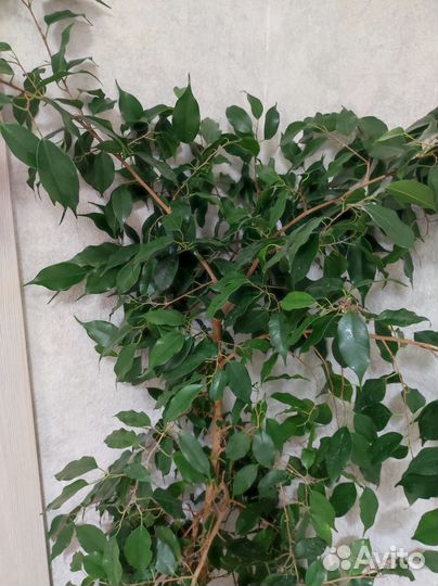 Фикус Бенджамина 140см