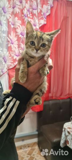 Кошка в дар бесплатно