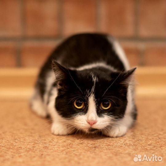 Кошечка в добрые руки
