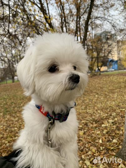 Кобель мальтезе вязка