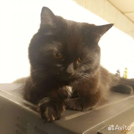 Кошка помесь британца в добрые руки