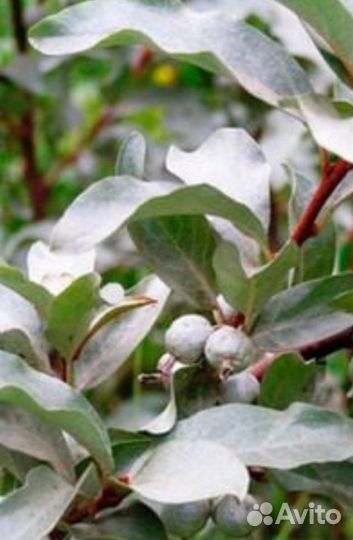 Лох серебристый