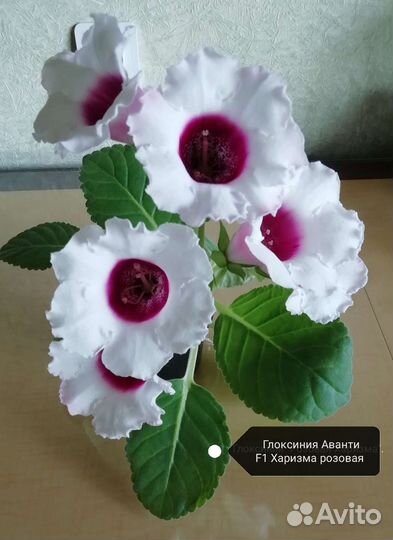 Глоксинии сортовые