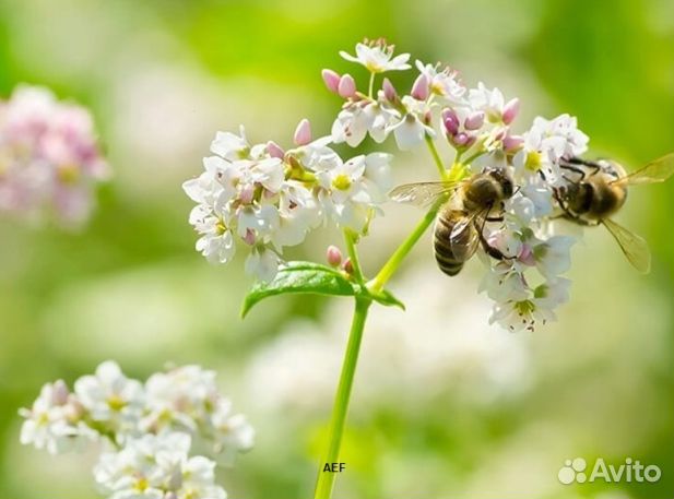 Мед 24 года из Алтая опт