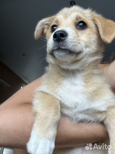 Щенок в добрые руки маленькой собаки