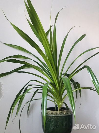 Панданус в керамическом горшке