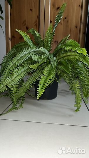 Комнатные цветы, шефлера, юкка, папоротник