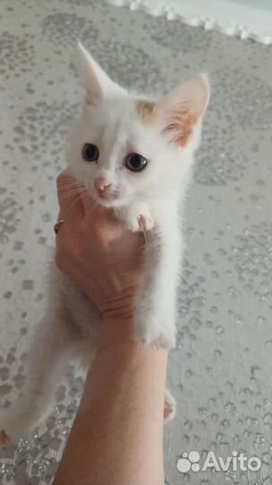Котята в добрые руки 1 месяц
