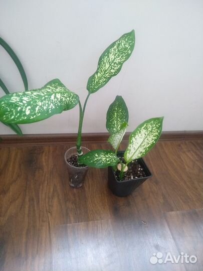 Диффенбахия