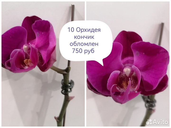 Орхидеи в наличии всегда