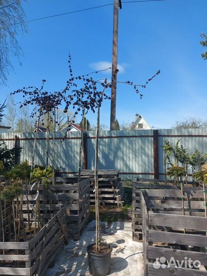 Лещина обыкновенная Пёрпл Амбрелла на штамбе