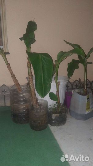 Пальма банановая