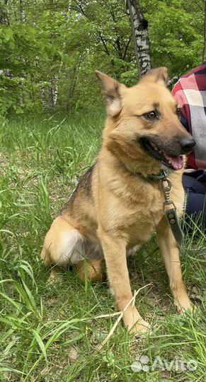 Собака в добрые руки