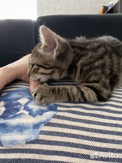 Котенок