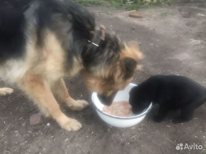 Собака щенок бесплатно