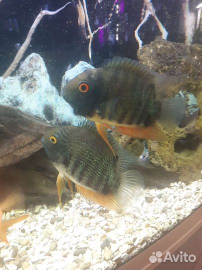 Рыба Северум и Попугай