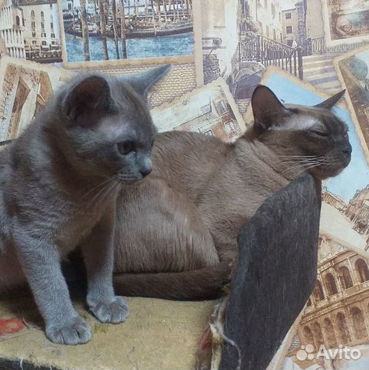 Бурманский котик