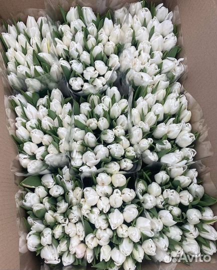 Тюльпаны к 8 марта