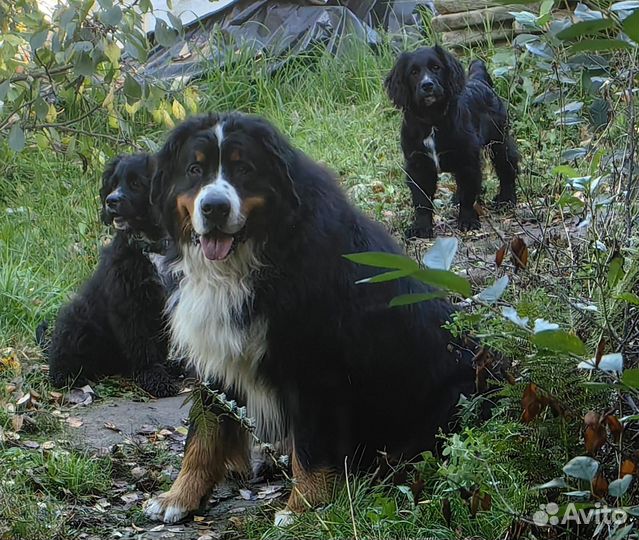 Продается щенок