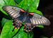 Живые тропические бабочки papilio lowi