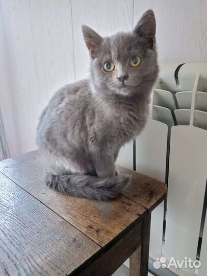 Шотландские прямоухие котята