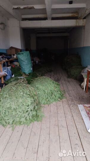 Пихтовая лапка