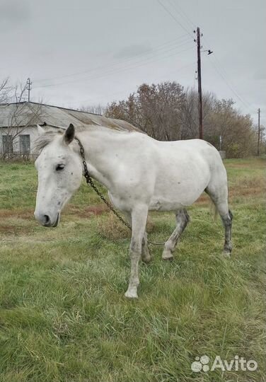 Лошадь кобыла