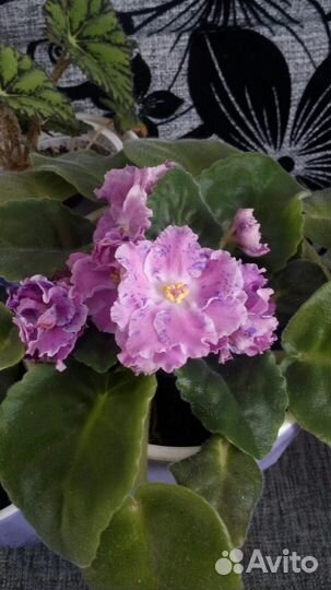 Листики и детки сортовых фиалок