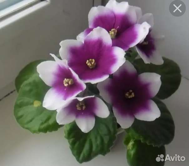 Сортовые фиалки.детки и укор.листики