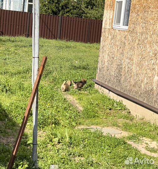 Щенки в добрые руки