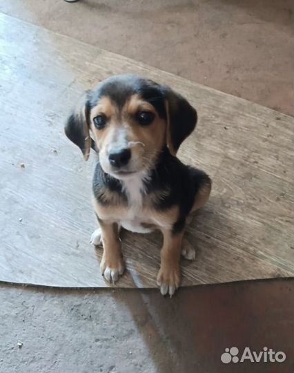 Щенок русской гончей в добрые руки