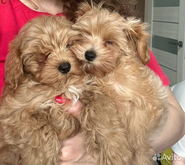 Щенки мальтипу f1 мини москва