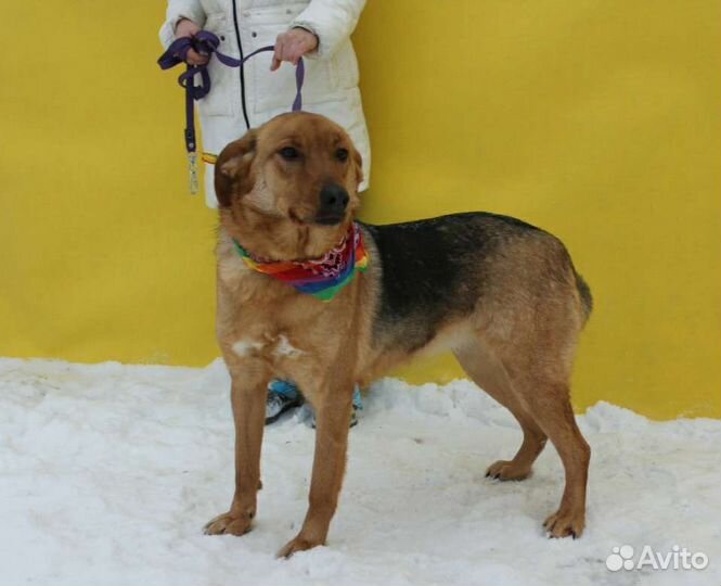 Рыжее солнышко грустит в приюте