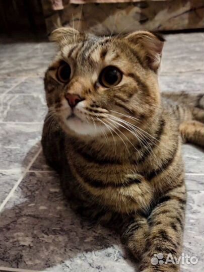 Кошка в добрые руки