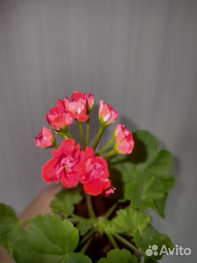 Герань розебудная красная