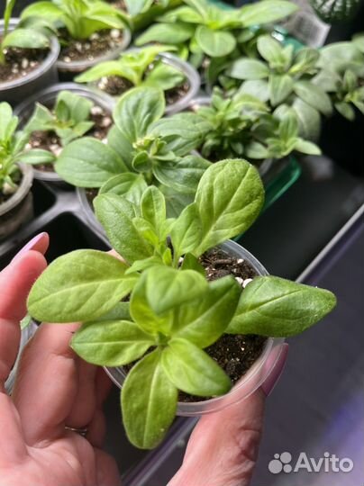 Петуния ампельная Opera Supreme Purple Vein