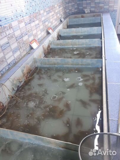 Раки живые варенье с доставкой