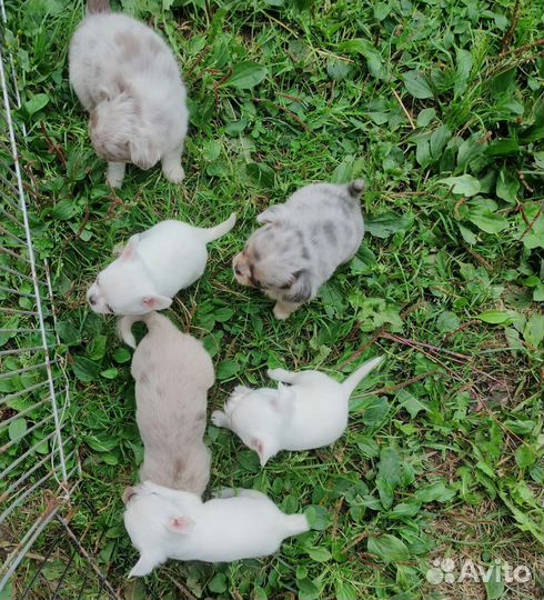 Чихуахуа малышня