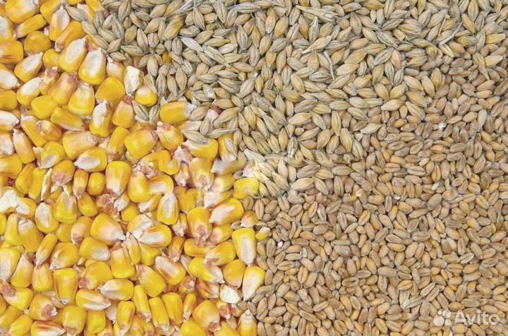 Зерно пшеница ячмень кукуруза