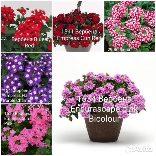 Бакопа,вербена вегетативная ампельная