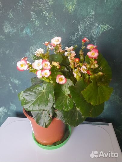 Бегония элатиор