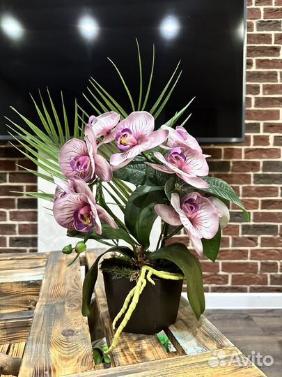 Орхидея фаленопсис