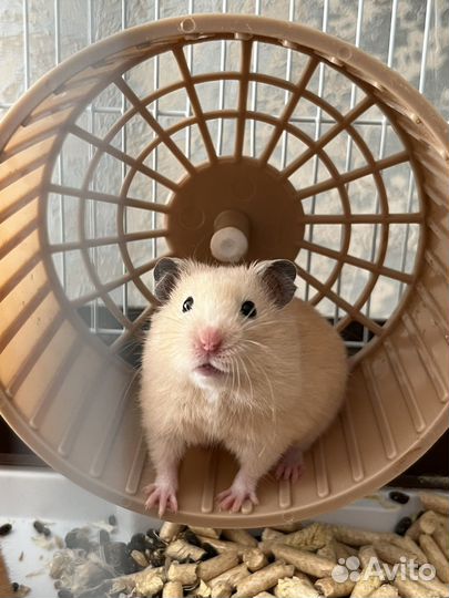 Сирийский хомяк, девочка