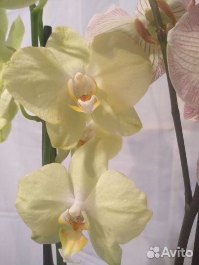 Коллекционные орхидеи