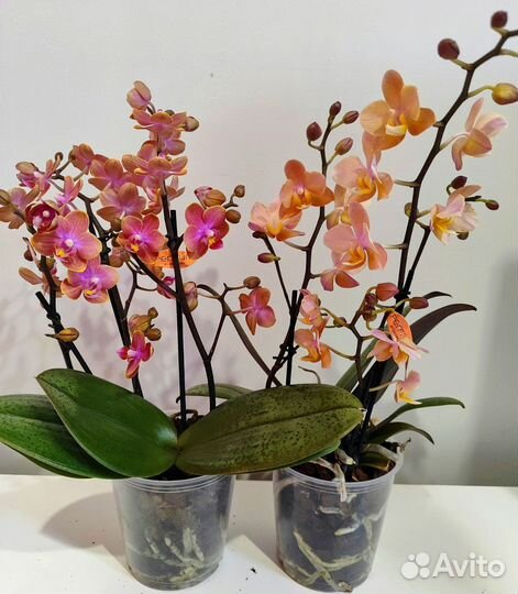 Орхидея парфюмерная фабрика d12