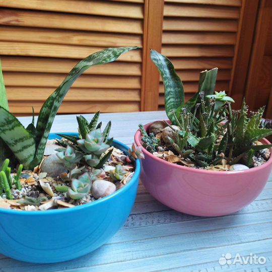 Минисадики из суккулентов