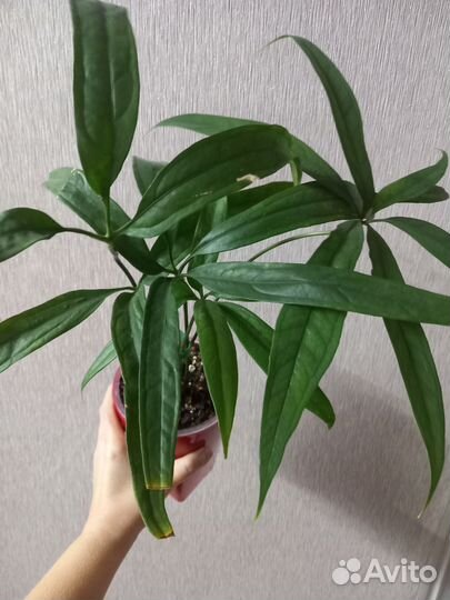 Антуриум вариобель